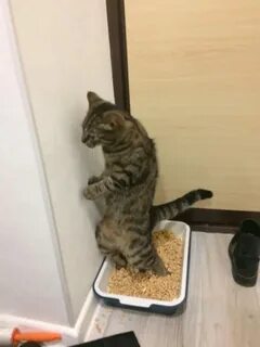 Котенок после переезда не какает