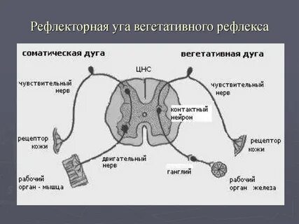 Вегетативный рефлекс схема