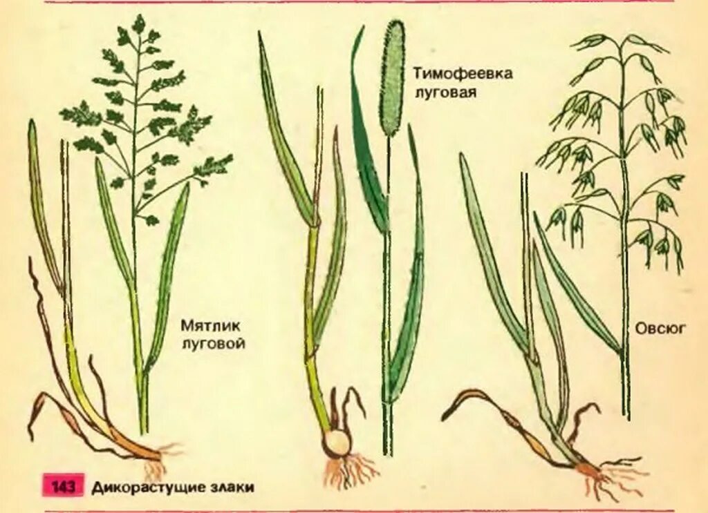 Название стебля злаков. Злаковые (злаки) строение. Однодольные растения сорняки злаки. Семейство злаки Мятликовые. Соцветие злаковых мятликовых.