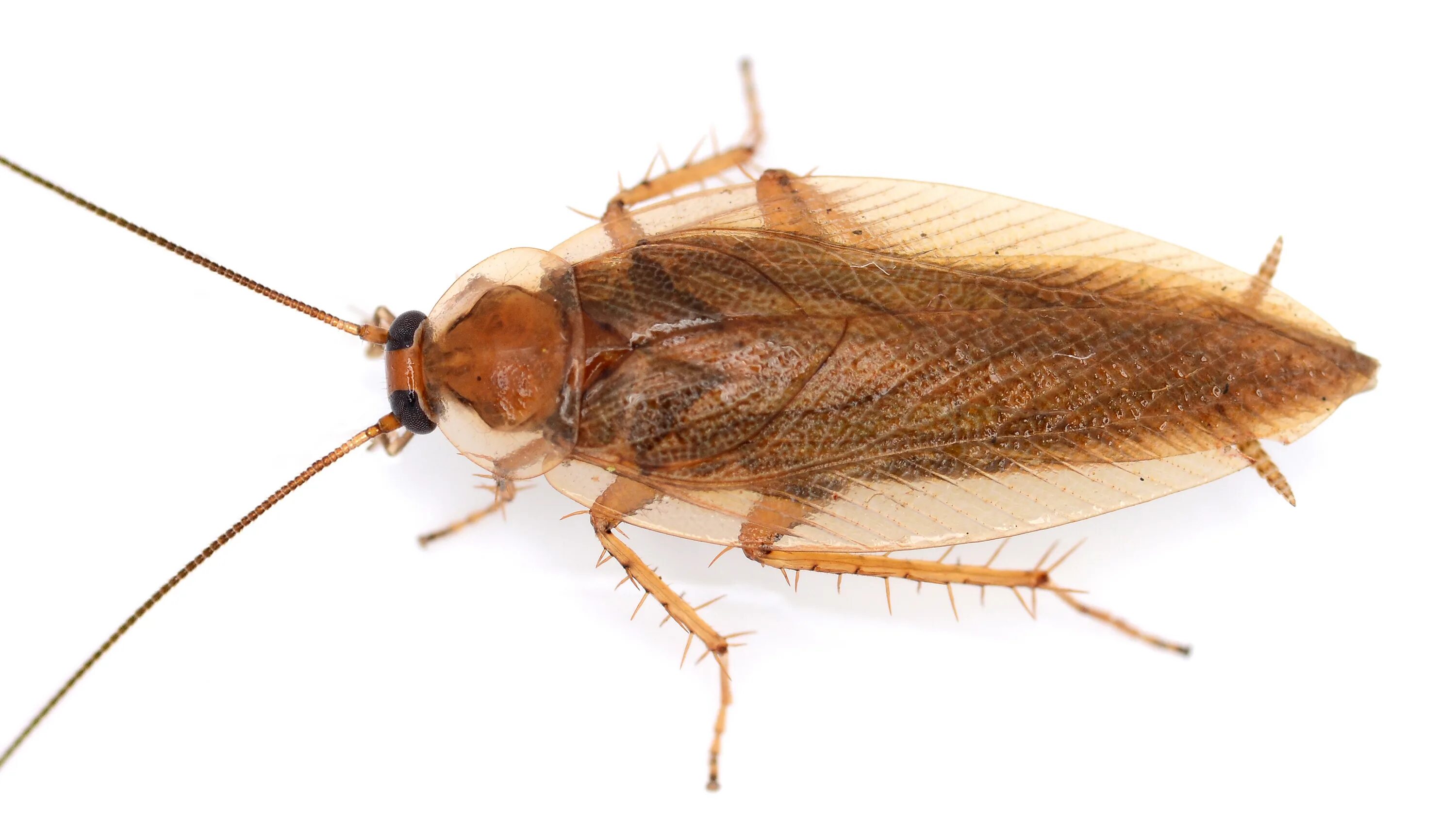 Ectobius duskei. Лапландский таракан (ectobius lapponicus). Ectobius sylvestris лесной таракан. Ectobius duskei. Лапландский таракан.