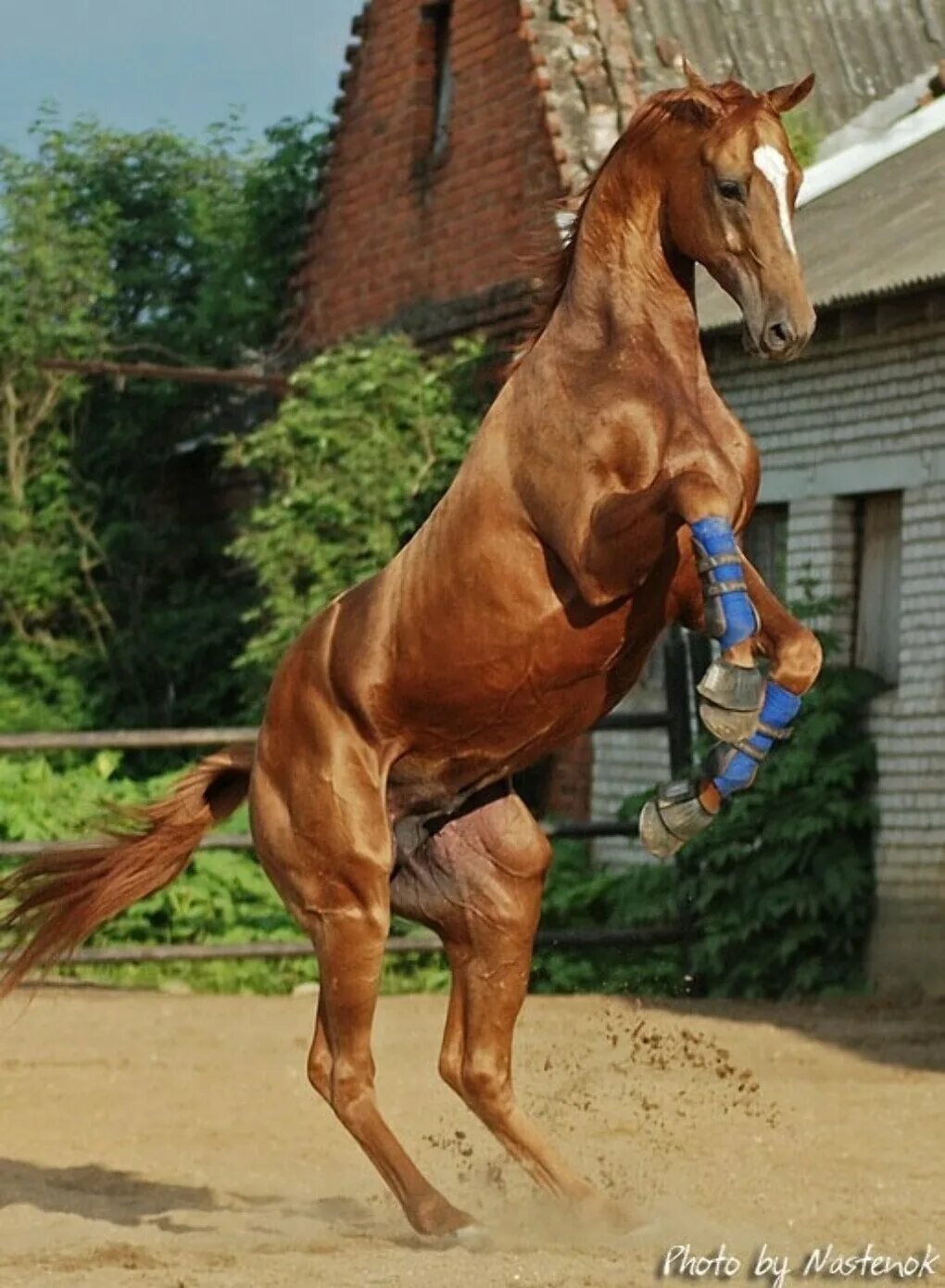 Донская лошадь породы лошадей. Лошади скакуны. Дончак порода лошадей. Don horse. Don horse.