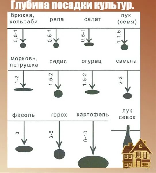 На какую глубину садить семена. Глубина посадки. Глубина посева различных культур. Глубина посева (культуры). Посадка различных растений.