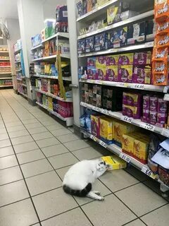 Коте в магазине