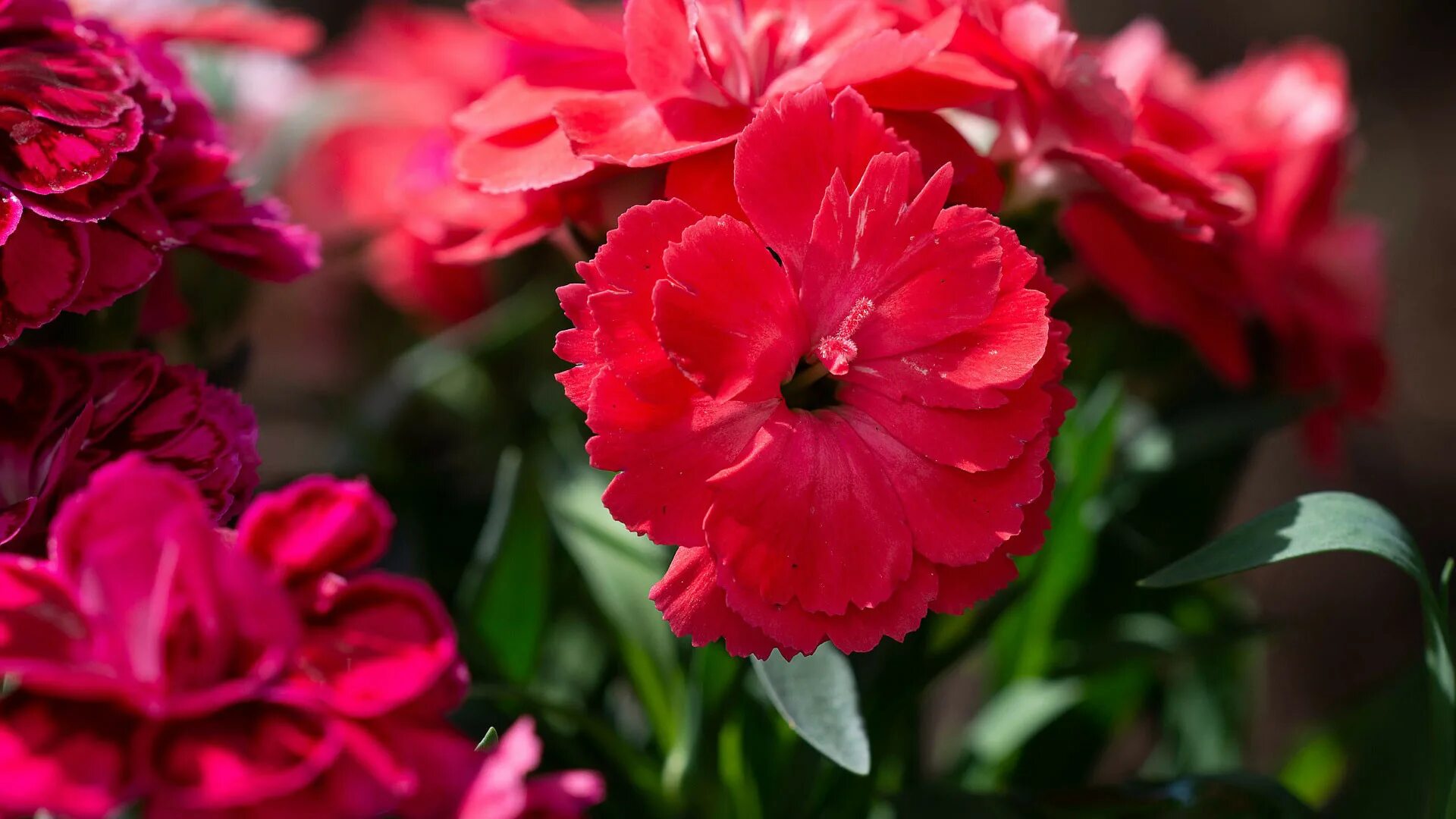 Гвоздики. Гвоздика Корвет. Гвоздика ред. Red Dianthus Flower. Красные гвоздики.