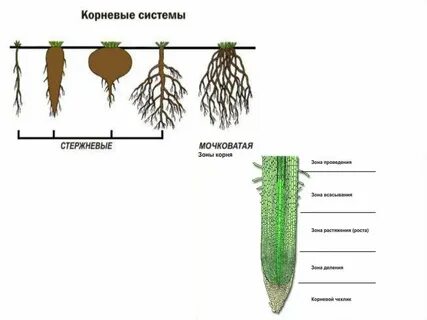 Корневые волоски корневой системы