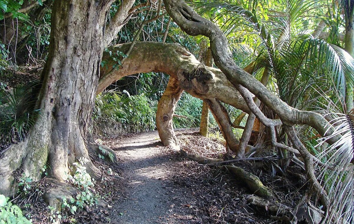 Дерево людоед. Мадагаскарское дерево людоед. Дерево людоед Мадагаскар. Плотоядное дерево. Плотоядное дерево Новосибирск.