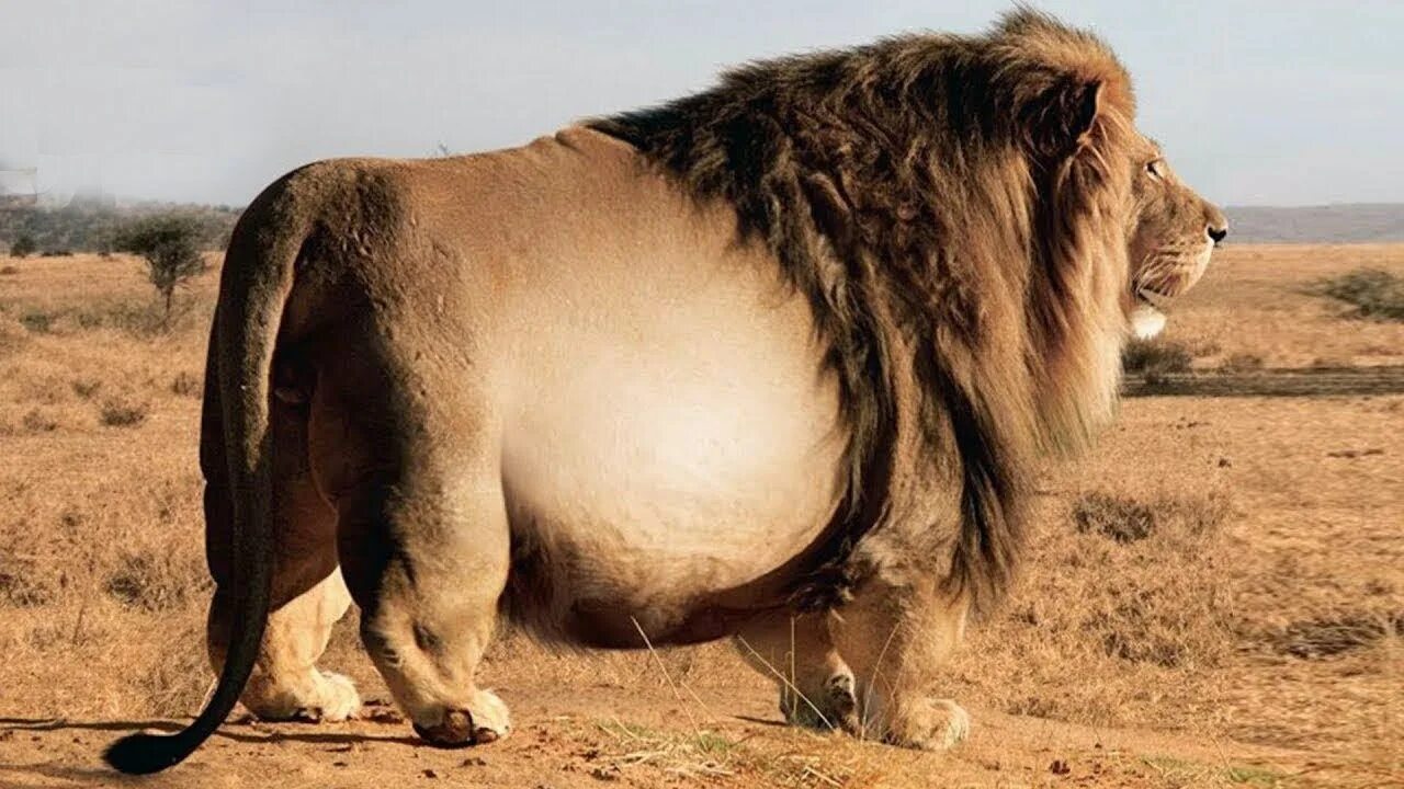Толстый лев уфа. Жирный Лев. Самый толстый Лев. Толстый Лев животное. Самый толстый зверь.