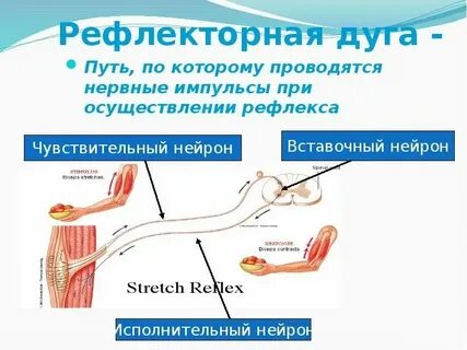 Нервные импульсы в органе слуха