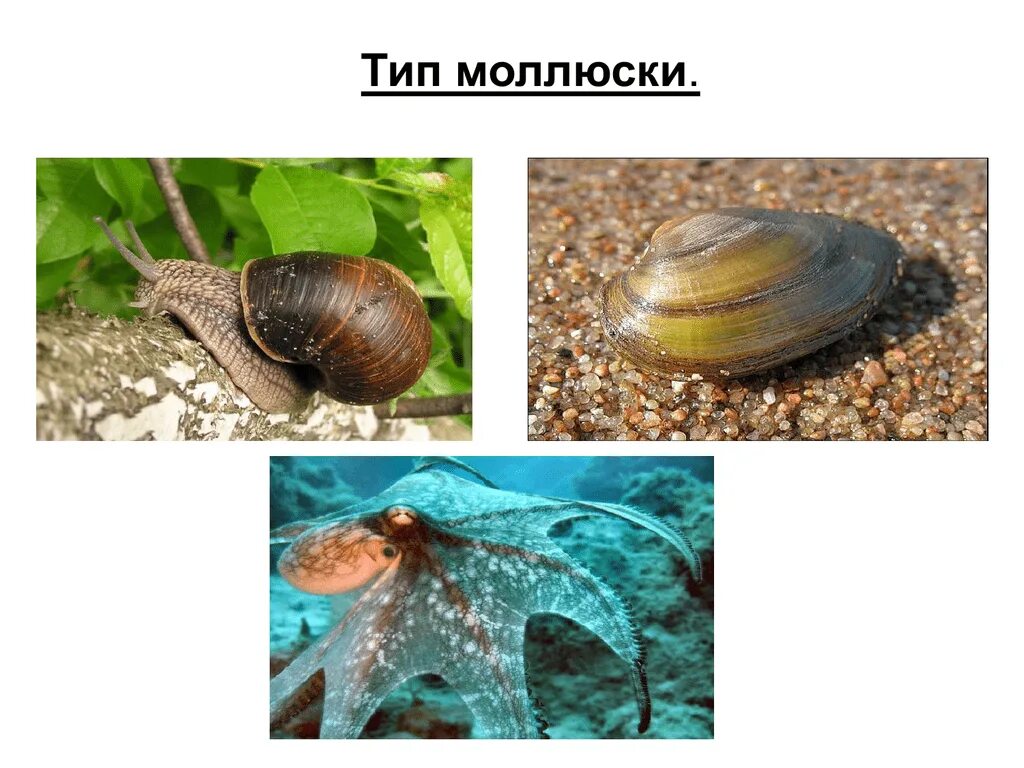 Тип моллюски. Животные типа моллюски. Беспозвоночные моллюски. Беспозвоночные Тип моллюски.