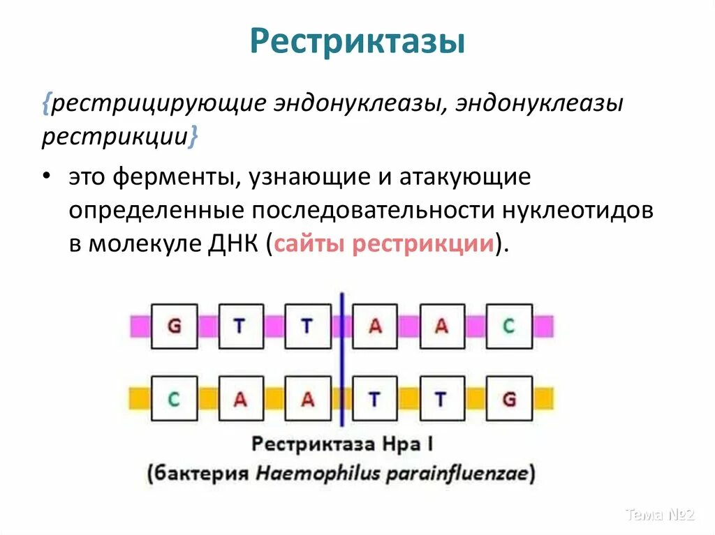 Ферменты рестрикции. Рестриктаза. Эндонуклеазы рестрикции. Ферменты рестриктазы. Код фермента