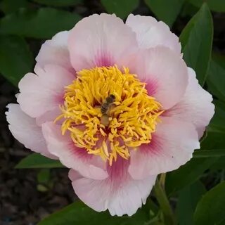 Rose noble