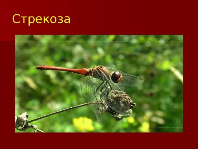 Проект про стрекозу 2 класс Картинки КАК ПИШЕТСЯ СТРЕКОЗА