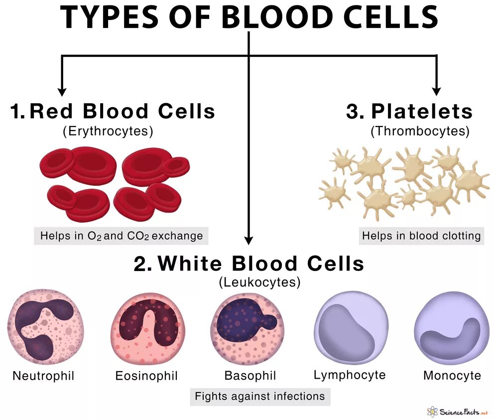 Blood Cells Types. Эритроциты и лейкоциты. Кровяные клетки. Эритроциты и тромбоциты.