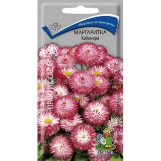 Маргаритки семена