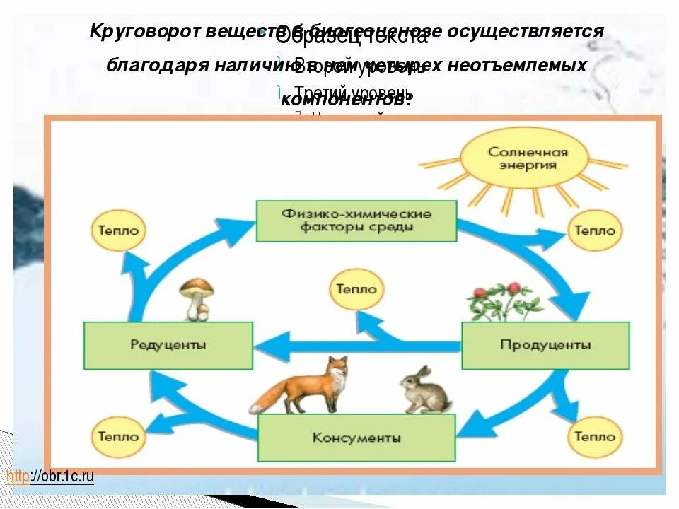 Круговорот веществ в природе 9 класс биология