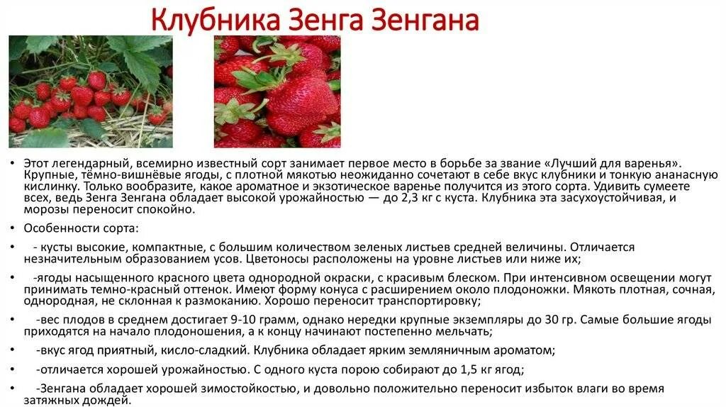 Сорт клубники зенга зенгана. Земляника зенга зенгана. Клубника зенга зенгана отзывы особенности сорта. Земляника садовая зенга зенгана. Сорт клубники зенга зенгана.