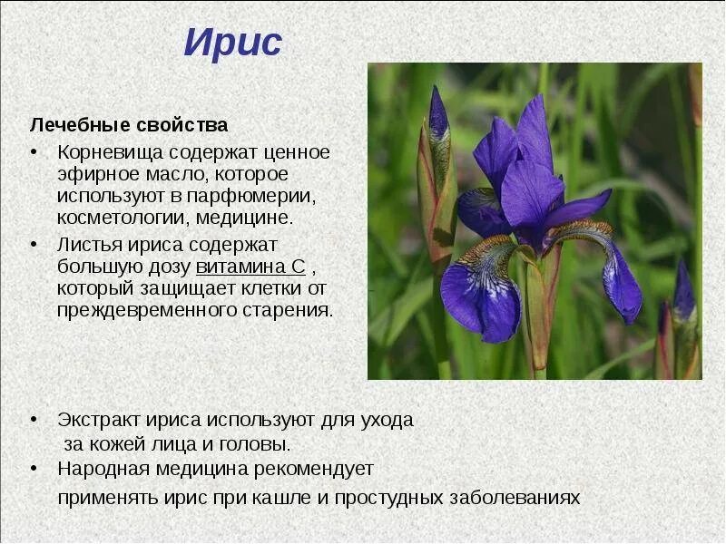 Значение выделенного слова есть ирис. Ирис описание растения. ирис сибирский описание растения. растения степи ирис доклад. ирис сибирский краткое описание для детей.