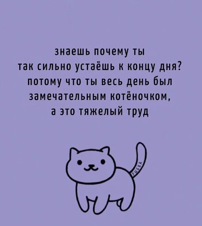 Потому что. Цитаты из похождений швейка. Правописание тоесть и то есть. Злобные приколы. Анекдот про белку и зайца.