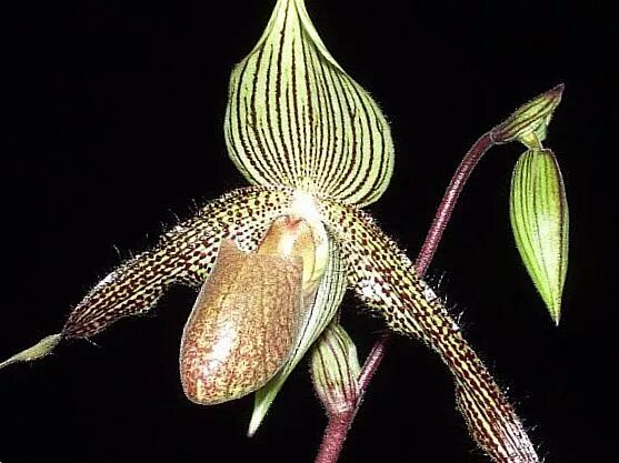 Золотой Кинабалу цветок. Кинабалу Орхидея. Золотая Орхидея Кинабалу в дикой природе. Золото кинабалу