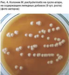 Грибок малассезия у собак