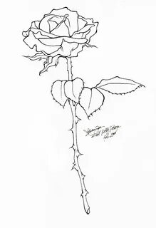 Rose line