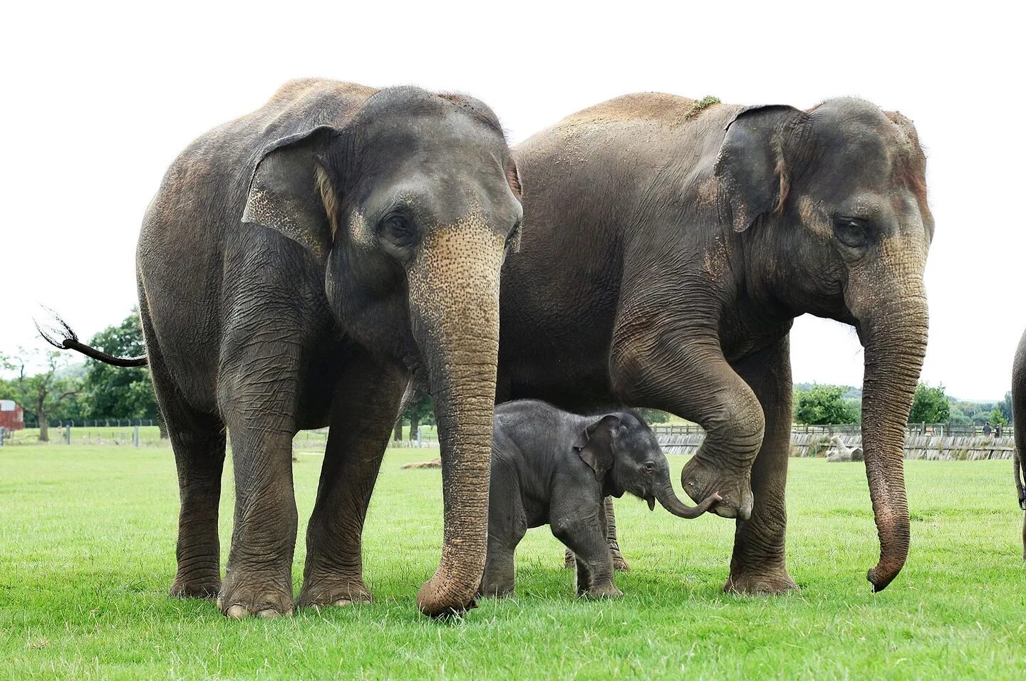 Где стоят слоны. Индийский слон. Азиатский индийский слон. Индийские слоны. Индийский слон индийский слон.