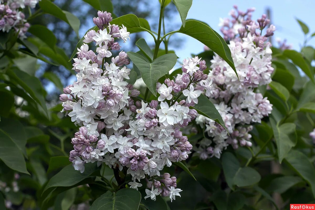 сирень московская красавица куст. красавица москвы описание.
