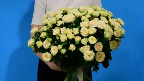 Розы гомель