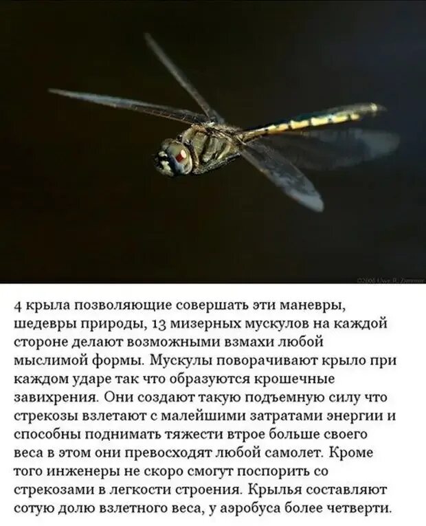 Тень стрекозы содержание