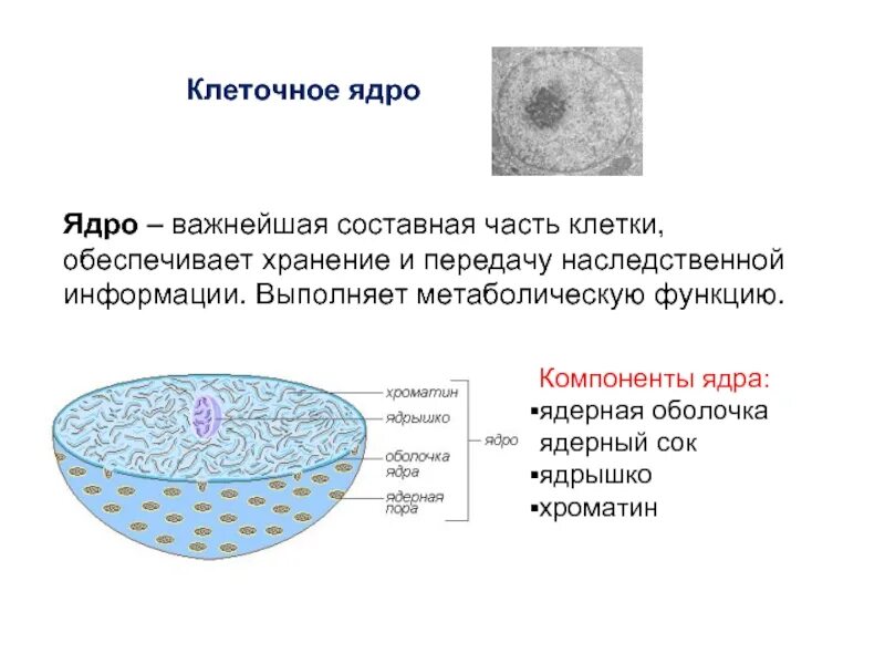 Составляющие элементы ядра. Компоненты ядра клетки. Ядерная оболочка ядерный сок ядрышко ядро. Структурные компоненты ядра клетки. Компоненты клетки ядро ядрышко.