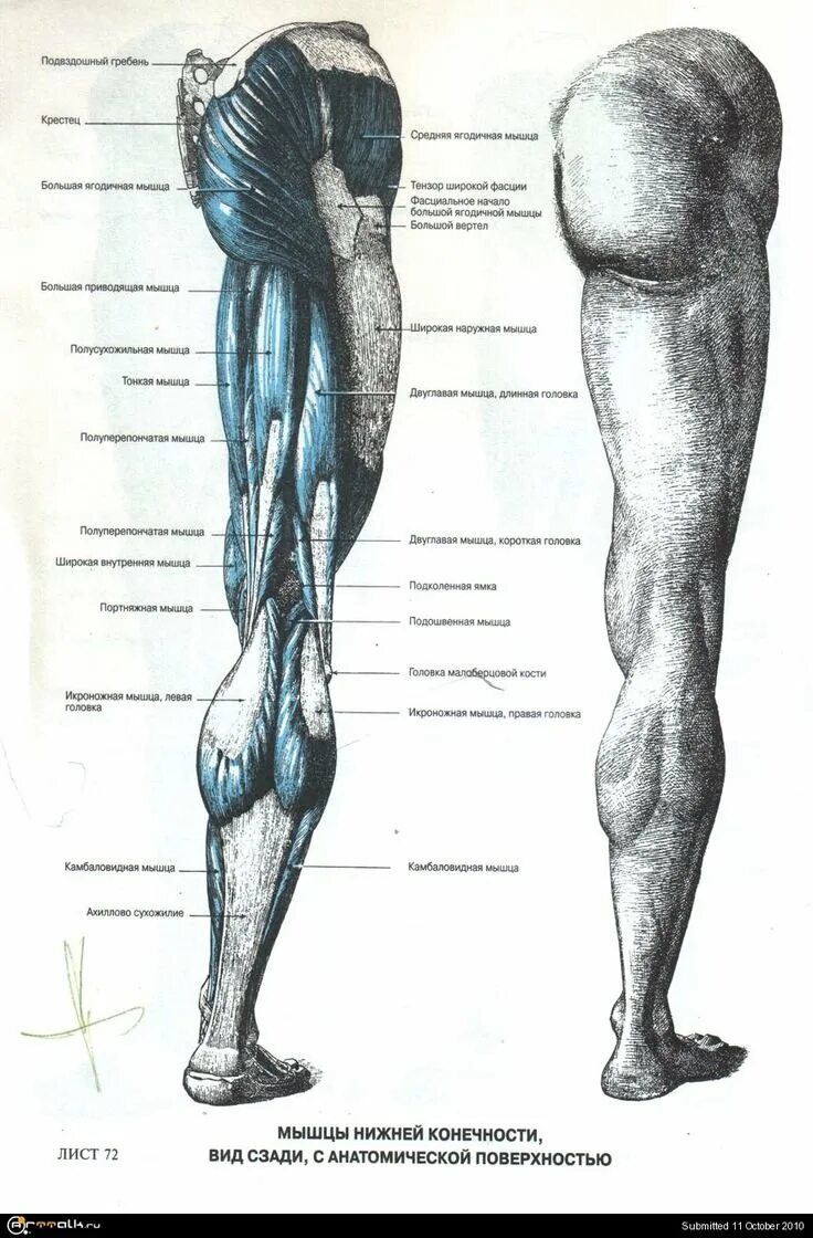 Нижние конечности тела. Баммес анатомия мышцы ног. Анатомия человека мышцы для художников. Пластанатомия для художника мышцы ног. Атлас мышц ноги человека анатомия.