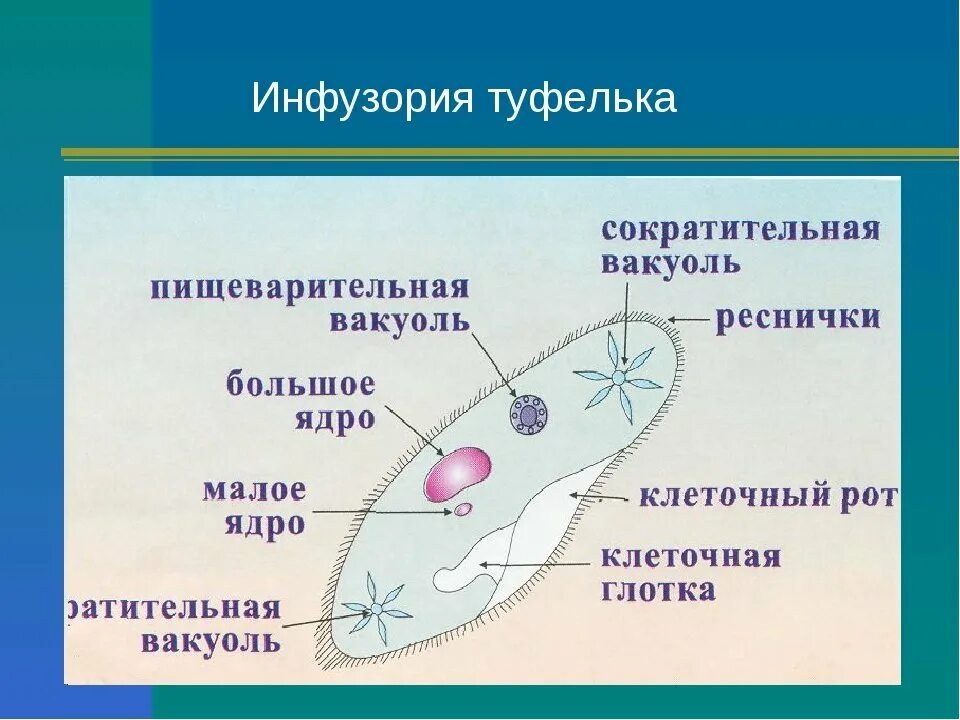 3 простейших моделей. Строение инфузории туфельки 5 класс биология. Биология 5 класс инфузория туфелька строение. Рисунок инфузории туфельки 5 класс биология. Строение инфузории туфельки 5 класс.