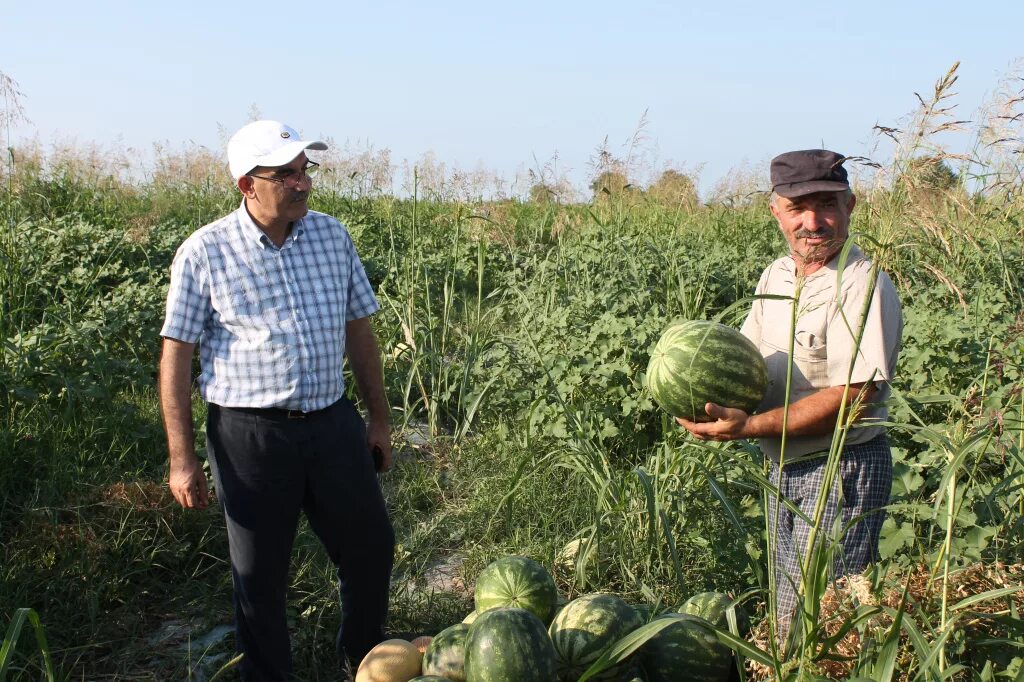 Ново-мака Сулейман-Стальский район. Ново мака Дагестан. Новая мака Дагестан. Арбузы Ново-мака. Садится на овощи