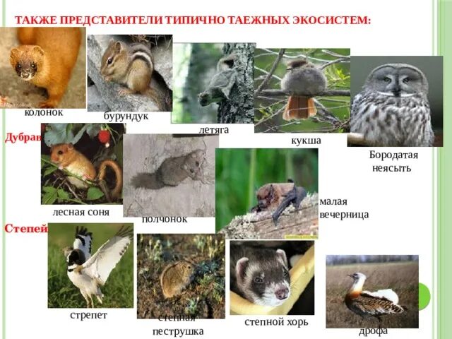 Красная книга Нижегородской области - презентация онлайн