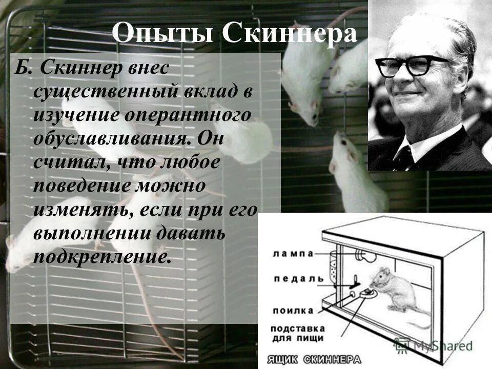 Опыт и научение. Оперантное обусловливание ящик Скиннера. Теория Скиннера бихевиоризм. Скиннер теория оперантного научения. Оперантное поведение Скиннер.