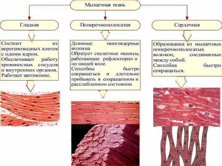 Мышечная ткань строение и функции. Поперечнополосатая мышечная ткань строение и функции. Поперечно полосатая сердечная мышечная ткань таблица. Мышечная ткань строение и функции таблица.