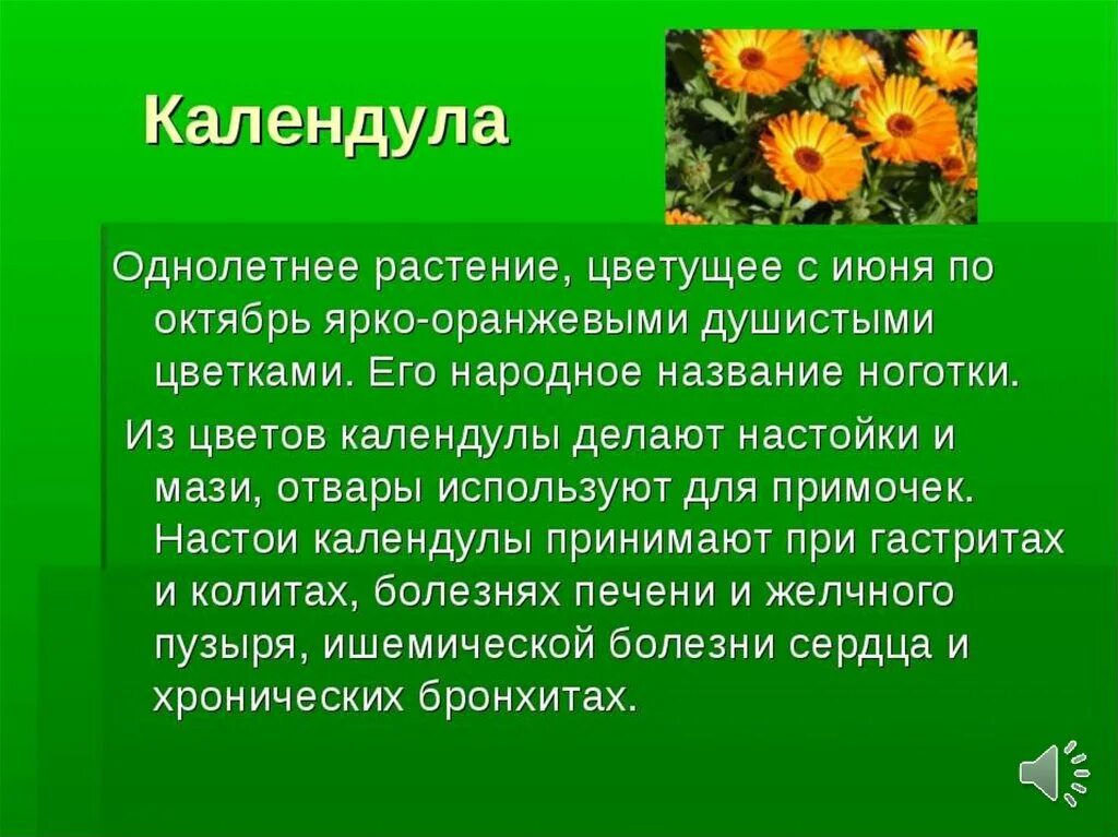 Доклад на тему растения города. Календула однолетняя. Календула презентация. Лекарственные растения доклад. Сообщение на тему лекарственные растения.