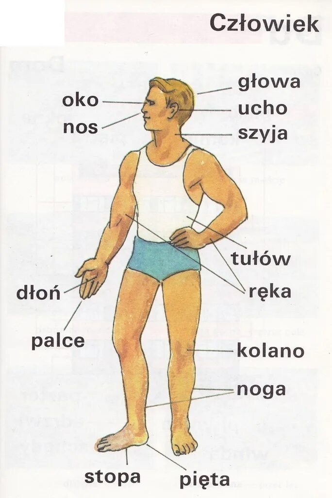 Части тела на английском таблица. Перевести слово body. Части тела. Части тела н анашлийском. Части тела на английском языке с переводом и транскрипцией.