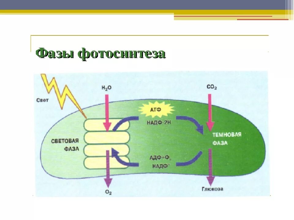 Цикл в хлоропластах. ЕГЭ биология схема световая фаза фотосинтеза. Световая фаза фотосинтеза схема 9 класс. Схема фотосинтеза ЕГЭ биология. Темновая фаза фотосинтеза 9 класс.