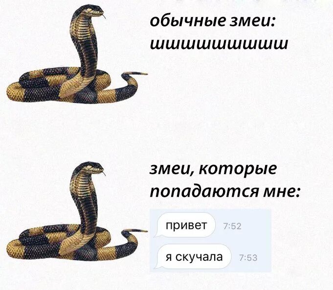 Что говорится змей. Змеи которые попадаются мне. шутки про змею. мемы про змей. цитаты про змей.