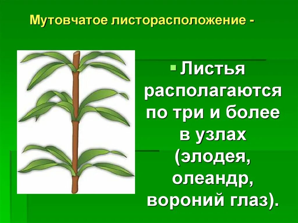 Листья расположены вертикально. Олеандр мутовчатое листорасположение. Элодея мутовчатое. Очередное супротивное мутовчатое листорасположение. Типы листорасположения у растений.