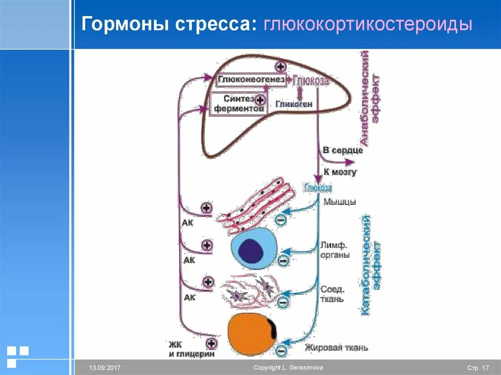 Гормон повышающий стресс