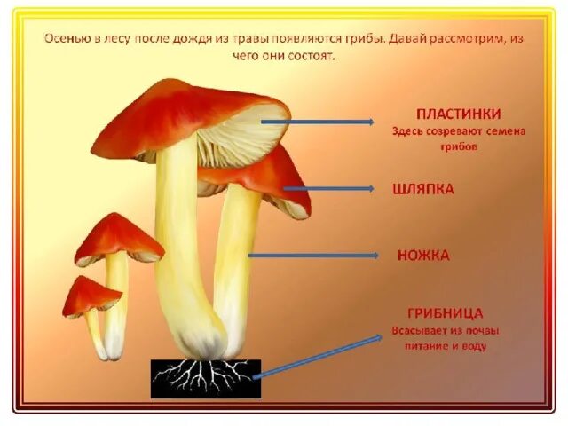 Проект 4 класс тема грибы Презентация к уроку окружающего мира по теме "Грибы и бактерии"