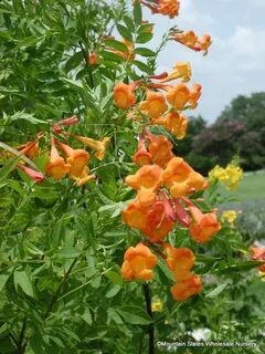 Orange bells
