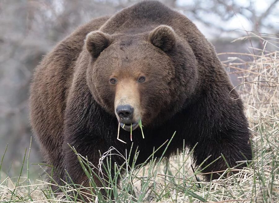 Бурый медведь (ursus arctos).  ursus arctos collaris — сибирский бурый медведь. Уральский медведь сибирский медведь. Описание сибирского медведя. Сибирский гризли.
