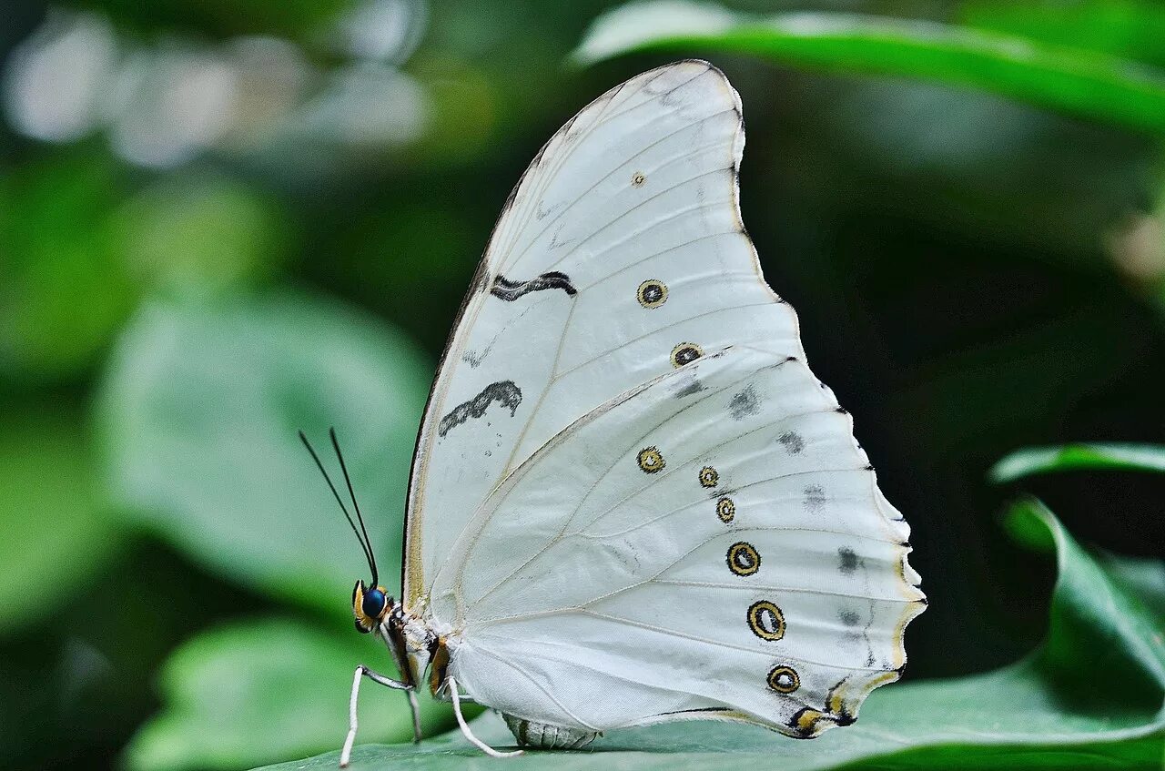 White morpho. White morpho. Morpho polyphemus (морфо полифем). Белые бабочки морфо полифем. Гусеница капустницы.