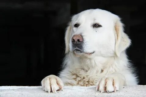 Кувас