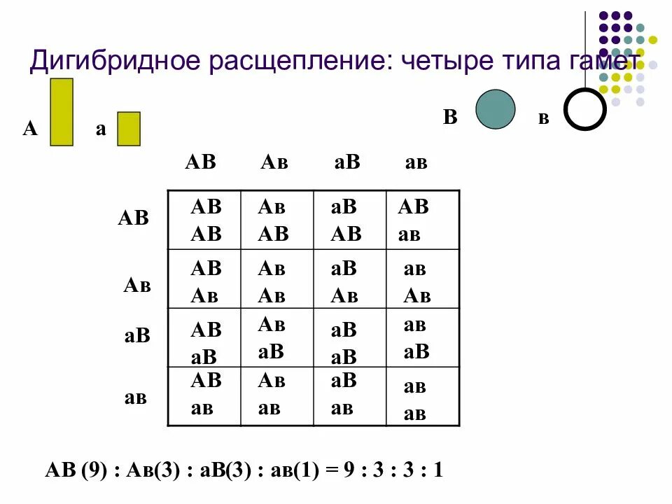 Сколько генотипов образуется при анализирующем скрещивании дигетерозиготы. Дигибридное расщепление. Эпистаз при дигибридном скрещивании. Дигибридное скрещивание расщепление по генотипу. Закон расщепления дигибридное.