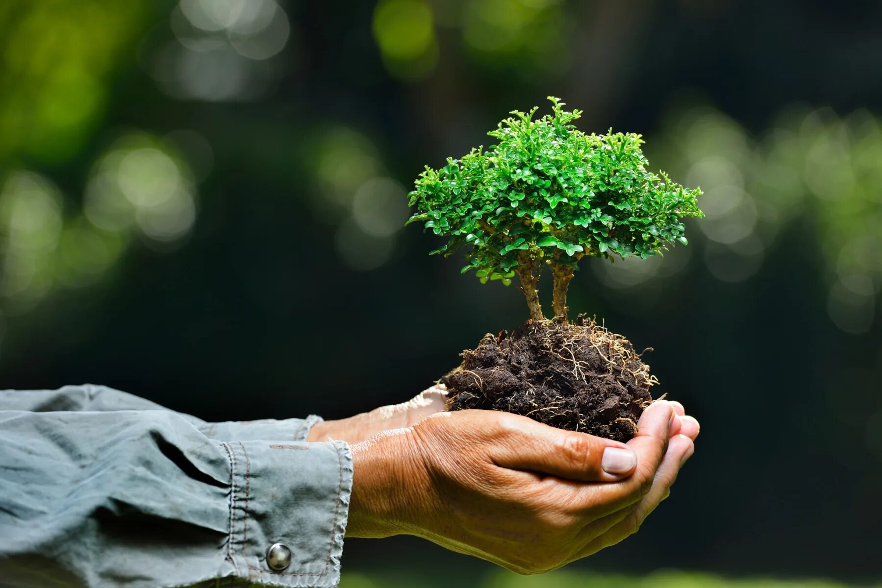 Plant protection. Охрана окружающей среды. Сохранение природы. Экология. Окружающая среда.