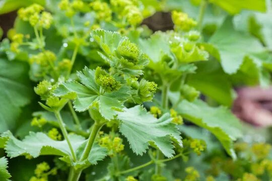 Alchemilla Vulgaris Зображення - огляд 674 Стокові фото, векторні зображення й в